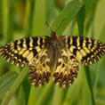 farfalla gigantesca full hd